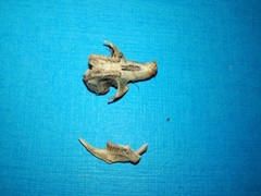 Microtus subterraneus