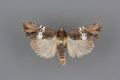 Bryolymnia semifascia