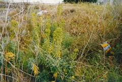 Euphorbia nicaeensis