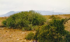 Ziziphus lotus