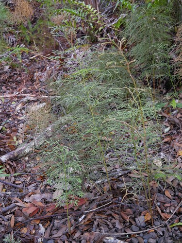 Pseudolycopodium densum observed 2025-10-31