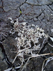 Sporobolus aculeatus