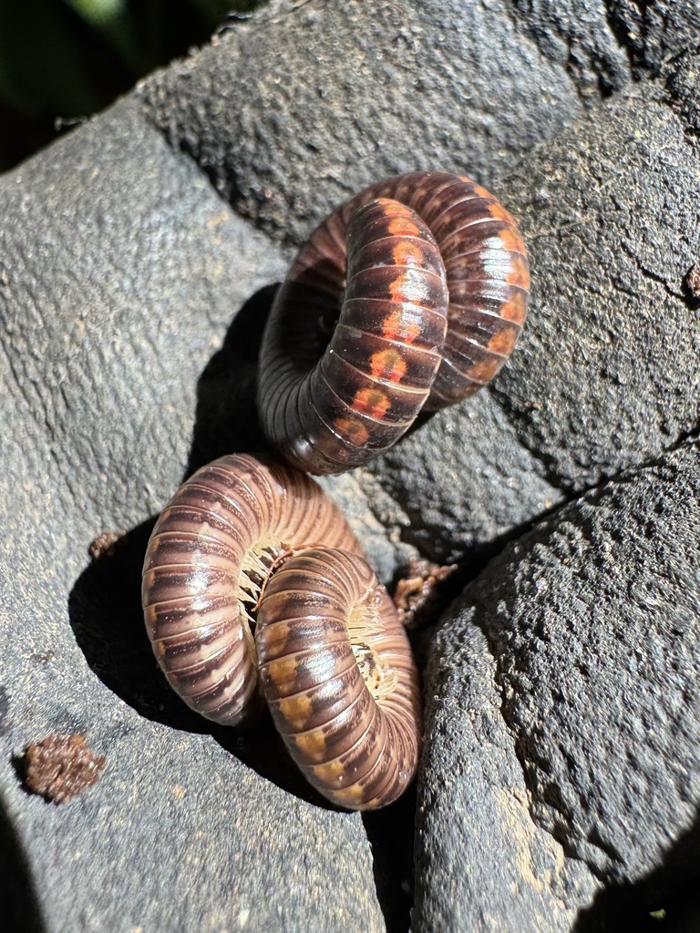Anadenobolus laticollis