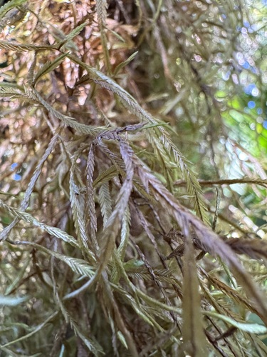 Phyllogonium viride observed 2025-11-11