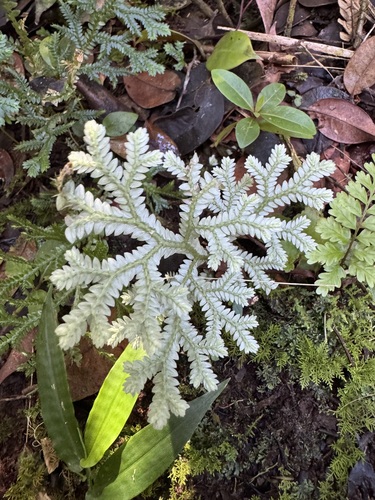 Blue Spike Moss (Selaginella substipitata)