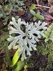 Blue Spike Moss (Selaginella substipitata)