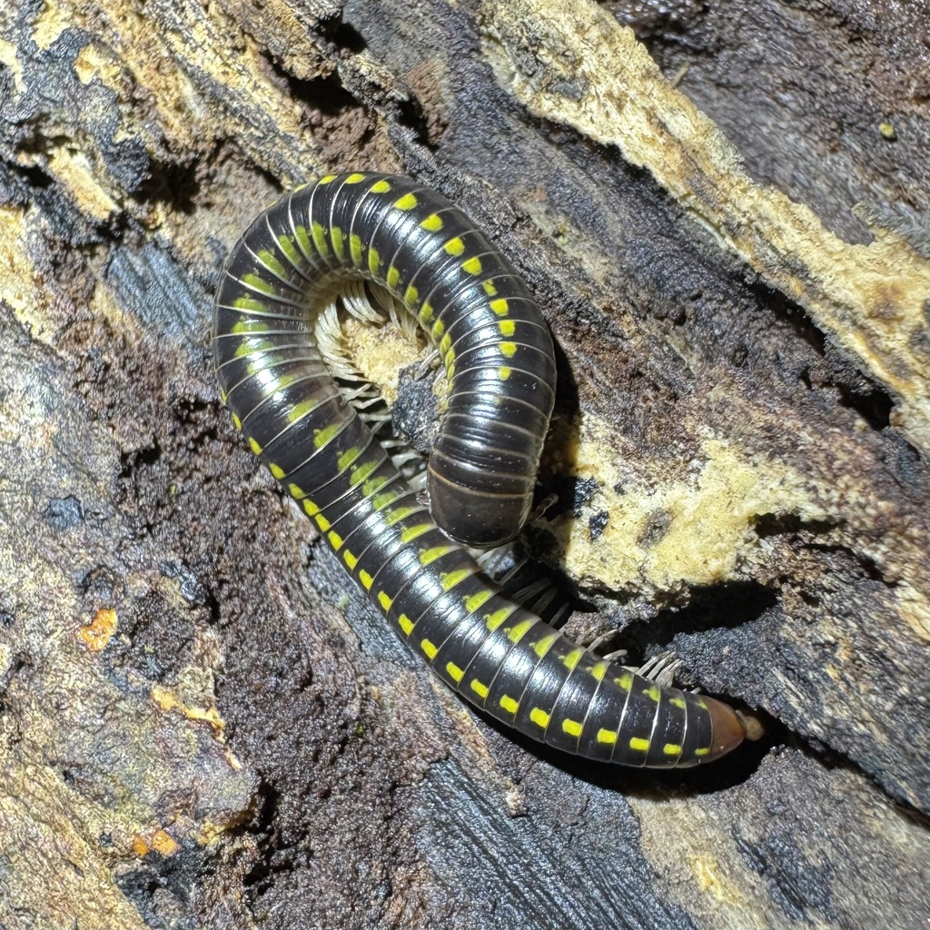 Anadenobolus leucostigma