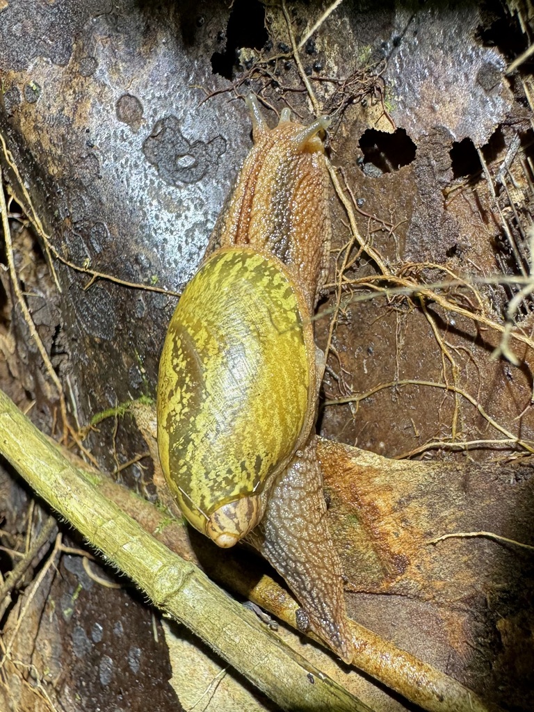 Reddish Amber Snail
