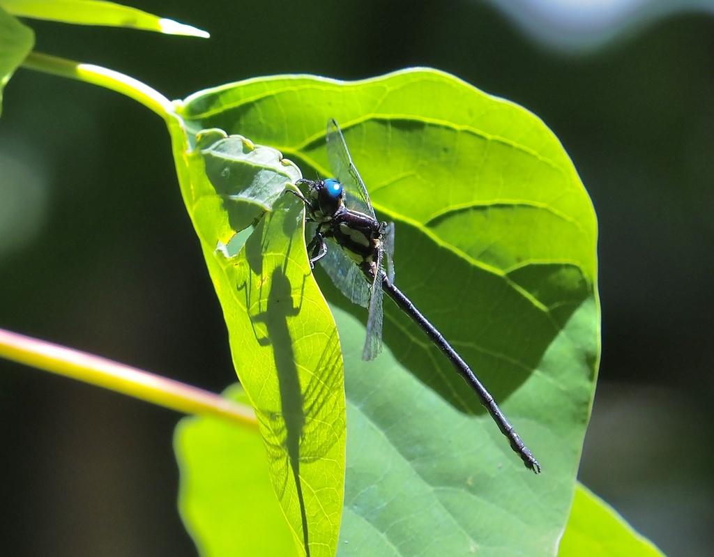 Variable Tigertail from Tamborine Mountain QLD 4272, Australia on ...
