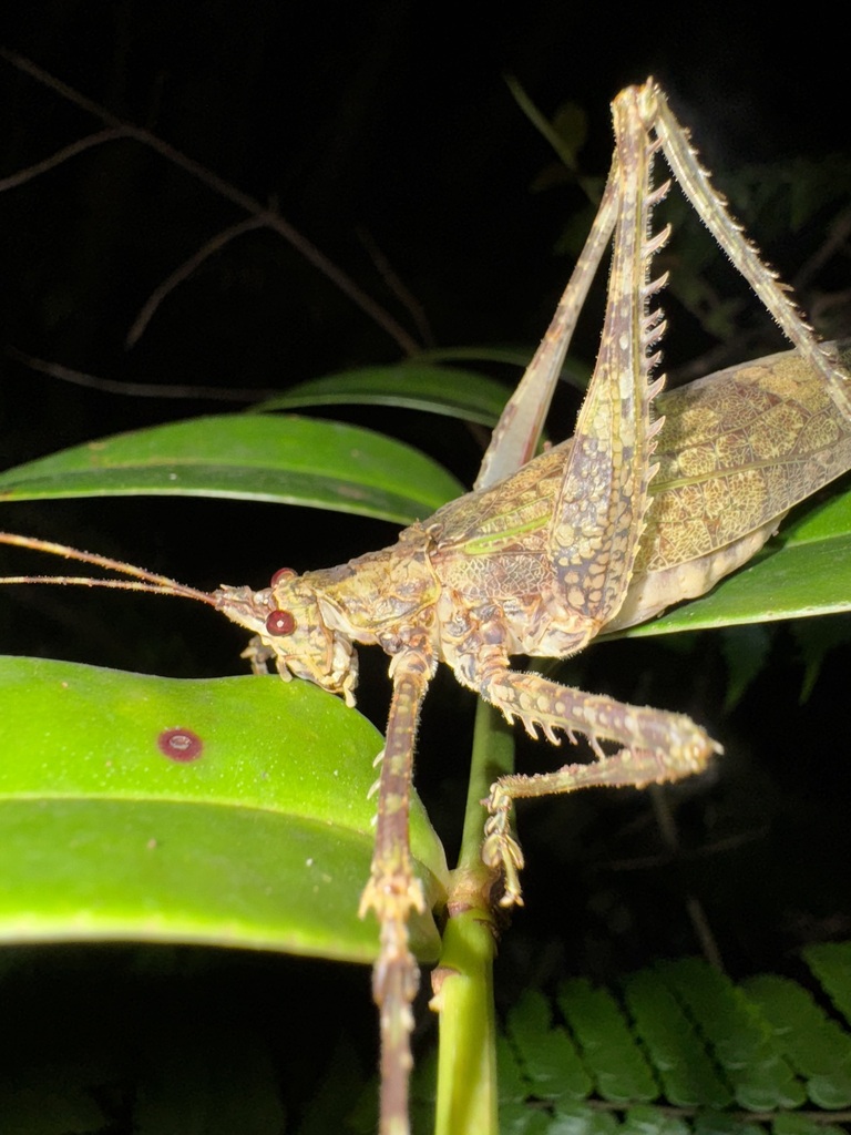 Xerophyllopteryx martinicensis