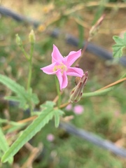 Convolvulus erubescens