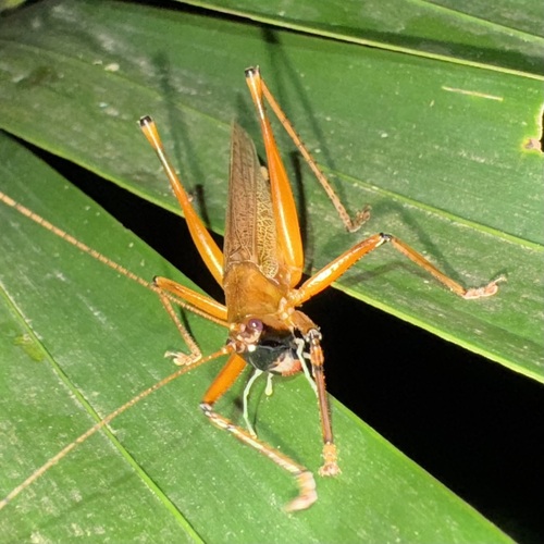 Sylvainhugiella cesairei