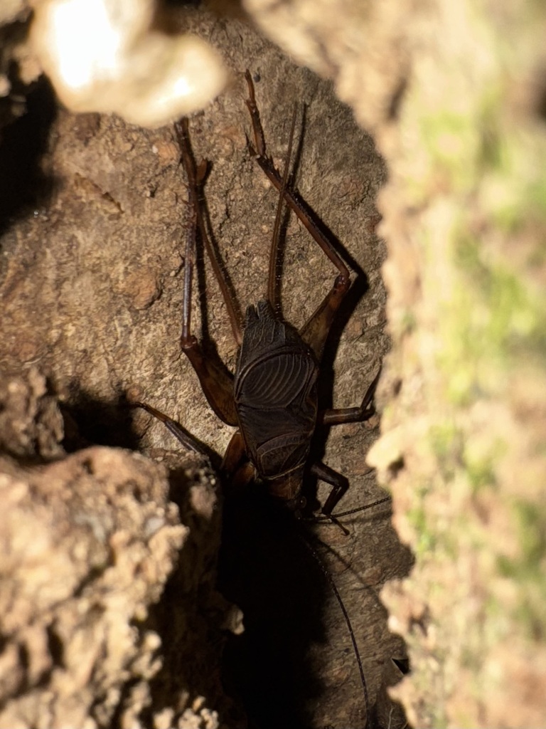 Paragryllus martinii