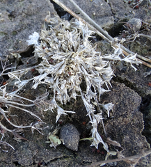 Sporobolus aculeatus