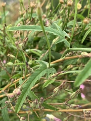 Convolvulus erubescens