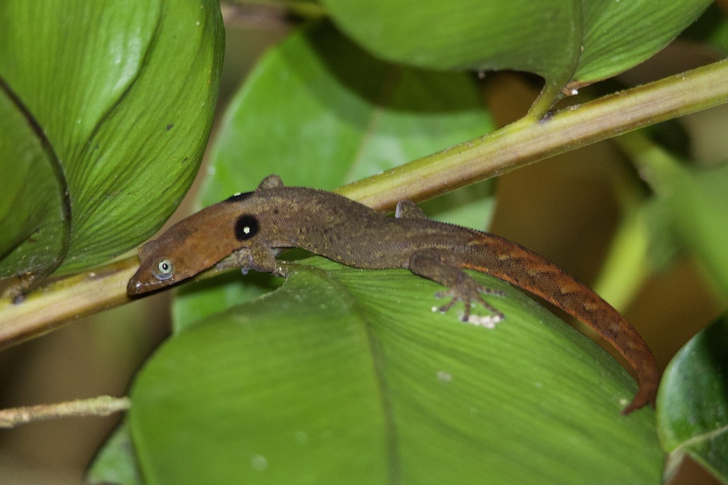 Central Lesser Antillean sphaero