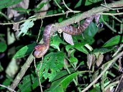 Craspedocephalus puniceus