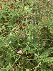 Convolvulus erubescens