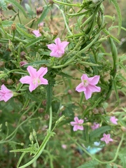 Convolvulus erubescens