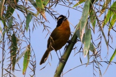 Kleinothraupis atropileus