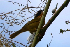 Kleinothraupis atropileus