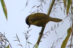 Kleinothraupis atropileus