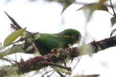 Leptosittaca branickii