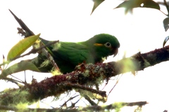 Leptosittaca branickii