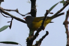 Cnemoscopus rubrirostris