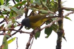 Cnemoscopus rubrirostris