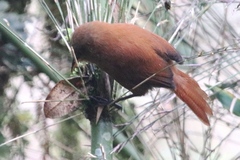 Cinnycerthia unirufa