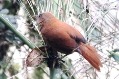 Cinnycerthia unirufa