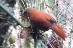 Cinnycerthia unirufa