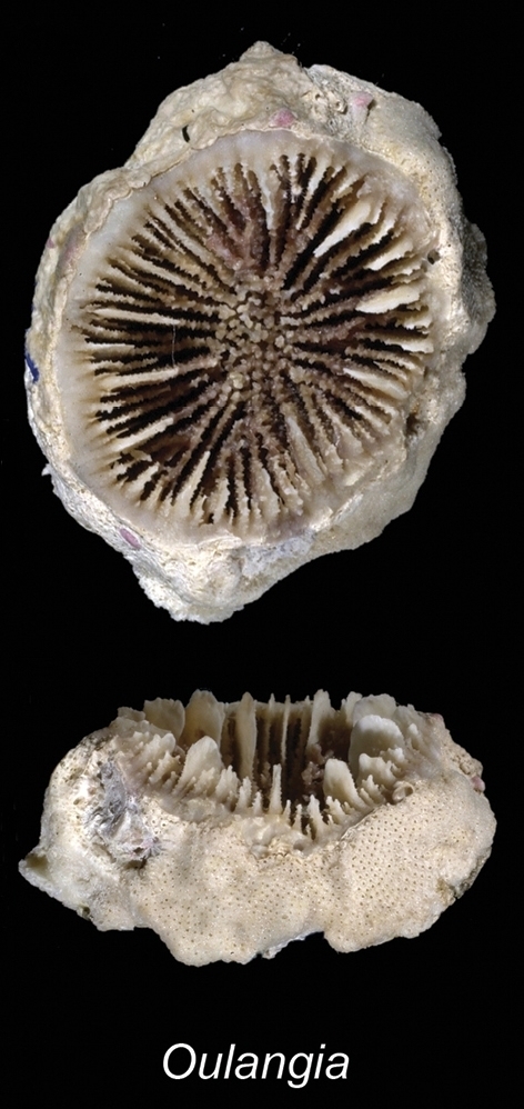 Oulangia