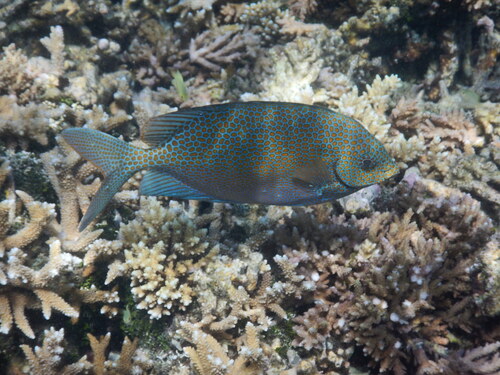 Goudvlek-konijnvis (Siganus punctatus) — Siganidae — 4