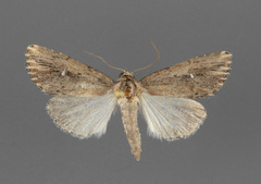 Condica temecula