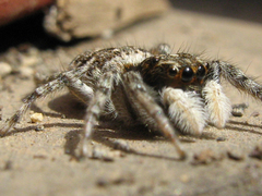 Menemerus semilimbatus