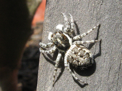 Menemerus semilimbatus