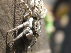 Menemerus semilimbatus