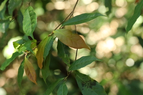 Elaeocarpus dubius observed 2025-11-16