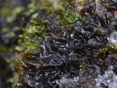 Collema subflaccidum