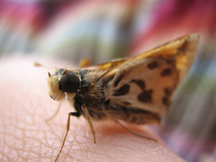 Hylephila fasciolata