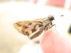 Hylephila fasciolata