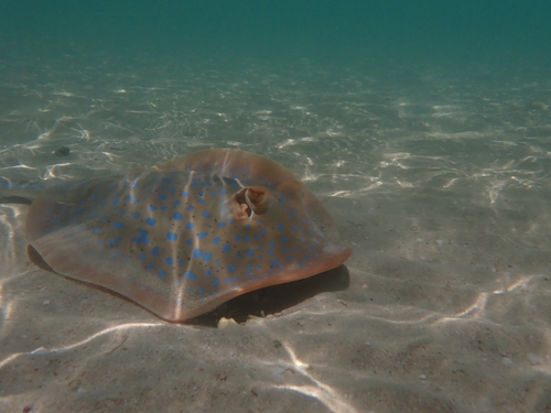 Blue-spotted Ray