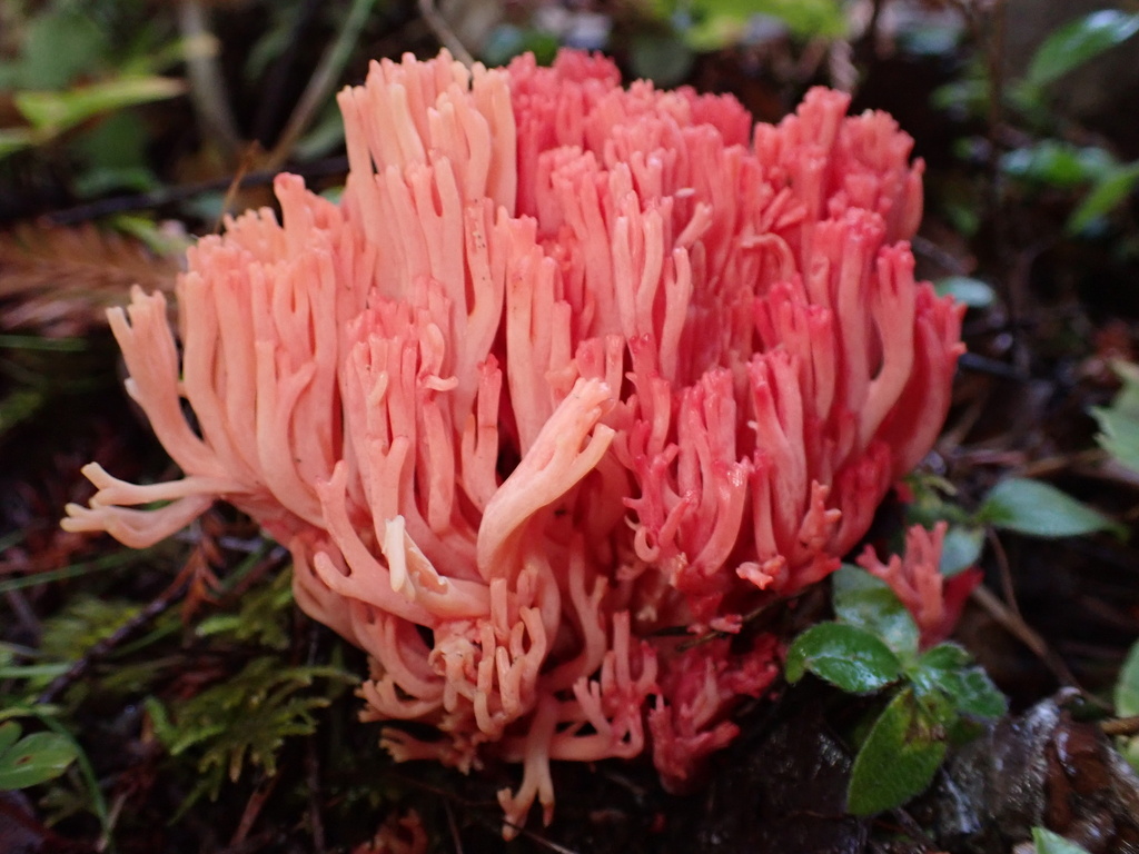 Ramaria araiospora · November 2025 · photo: © chilipossum (iNaturalist, cc-by)