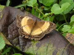 Junonia terea