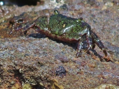 Pachygrapsus socius