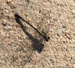 Stylogomphus albistylus