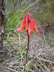 Blandfordia punicea