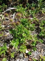 Acaena pallida